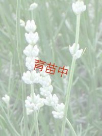 ラバンジン　ラージホワイト　