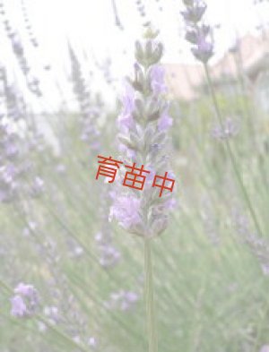 画像1: ラバンジン　グレイレディ　