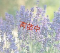 ラベンダー　オカムラサキ 　