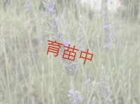 ラベンダー　スィート