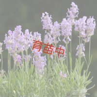 ラベンダー　フォーボーストーム 　