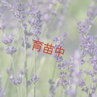 ラベンダー　イングリッシュ　ロイヤルパープル　