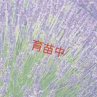 ラバンジン　グロッソ　