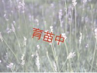 ラバンジン　オールドイングリッシュ　