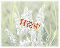 ラバンジン　エーデルワイス　