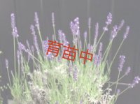ラベンダー　　イングリッシュ　ブルーマウンテン　