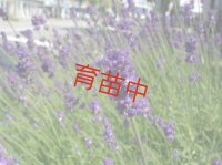 ラベンダー　濃紫３号　