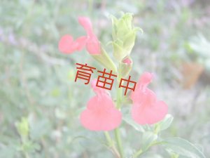 画像1: チェリーセージ　 ピンク 　