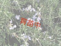 ローズマリー　ハンティングカーペット