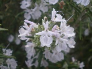 画像1: ローズマリー　白花 　