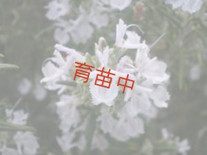 画像1: ローズマリー　白花 　