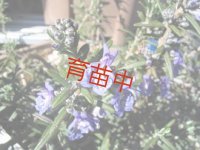 ローズマリー　ドリーミーブルー
