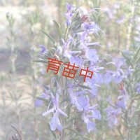 ローズマリー　プログマンズアップライト 　