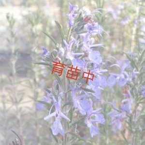 画像1: ローズマリー　プログマンズアップライト 　