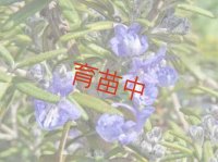 ローズマリー　ディープブルー