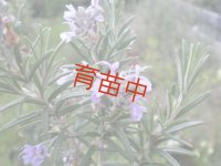 ローズマリー　アープ　