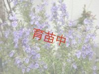 ローズマリー　マリンブルー　