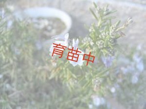 画像1: ローズマリー　 ロックウッド　デ　フォレスト