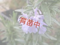 ローズマリー　サドバリーブルー 　