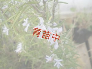 画像1: ローズマリー　ミスジョサップス 　