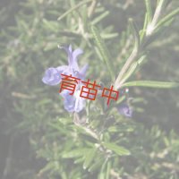ローズマリー　ウッド 　