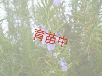ローズマリー　トスカナブルー 　
