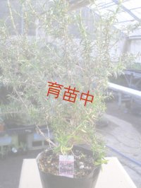 ティーツリー　マヌカ　１５cmポット