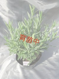ラベンダー　デンタータ　モネ　１５cmポット