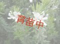ウェストリンギア　ホワイト