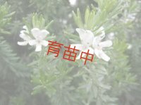 ウェストリンギア　ホワイト