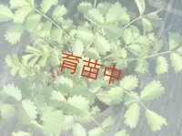 サラダバーネット　
