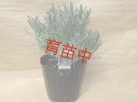 １５ｃｍポット苗　ラベンダー　グロッソ