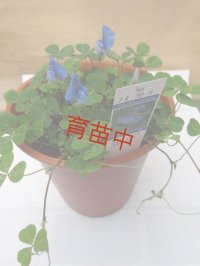 ブルークローバー　１５cmポット