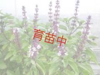 バジル　ホーリー