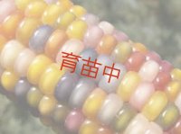 コーン　グラスジェム
