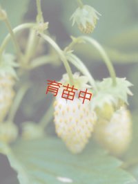 ワイルドストロベリー　白実