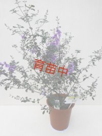 ミントブッシュ　15cmポット
