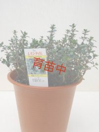 タイム　レモン　１５cmポット