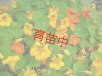 ナスタチウム　トールクライミング