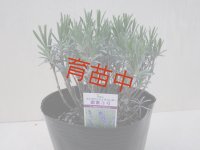 １５ｃｍポット苗　ラベンダー　濃紫3号
