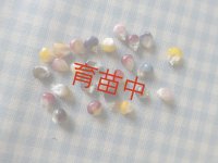 グラスジェムコーン　種（粒）　２０粒