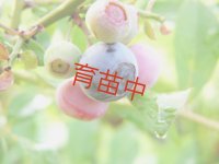 ブルーベリー　ティフブルー