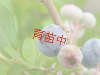 ブルーベリー　ウッダード