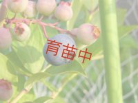 ブルーベリー　ホームベル