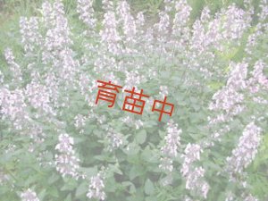 画像2: キャットミント　ピンク