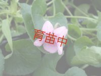 スィートバイオレット　ピンク