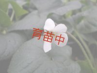 スィートバイオレット　ホワイト