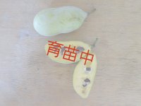 ポポー
