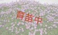 タイム　ロンギカウリス