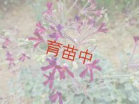 シドイデス ゼラニウム